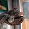 Kuschelkater Timo