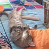 Kuschelkater Timo