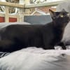 Stella sucht tolles Zuhause