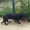 🐾 Kleine Berta sucht ihr Zuhause für immer