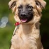 freundliches Hundekind Pepa sucht Leinenführer fürs Leben.