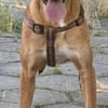 Zara eine warmherzige Hündin