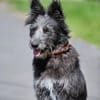 kinerliebe Familienhündin Sara