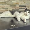 Geben Sie kleinem Sole ein Zuhause?