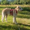 Liebenswerte Susanna sucht Zuhause