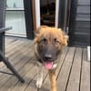 Zayden - sucht sein Foreverhome bei Dir