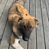 Zayden - sucht sein Foreverhome bei Dir