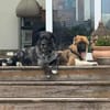 Zayden - sucht sein Foreverhome bei Dir