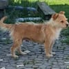 Betty -  sooo eine süße Hundedame