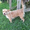 Betty -  sooo eine süße Hundedame