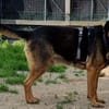 Traumhund Pluto sucht seine Familie