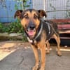 Traumhund Pluto sucht seine Familie