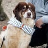 Dreibeinige Clementine sucht ein Zuhause
