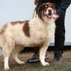 Dreibeinige Clementine sucht ein Zuhause