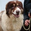 Dreibeinige Clementine sucht ein Zuhause