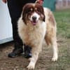 Dreibeinige Clementine sucht ein Zuhause