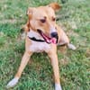 Labrador Mix Savanna