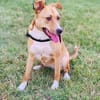 Labrador Mix Savanna
