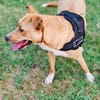 Labrador Mix Savanna