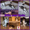 Die Brüder Tito und Toto Fiv+, unser DreamTeam