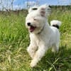 aktiver IDEFIX sucht Familie mit Hund