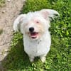 aktiver IDEFIX sucht Familie mit Hund