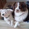 aktiver IDEFIX sucht Familie mit Hund