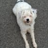 aktiver IDEFIX sucht Familie mit Hund