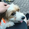 Wuschelmaus Melly