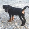 Kleine CHLOE