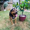 Bobby der gute Laune Hund