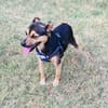 Bobby der gute Laune Hund