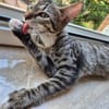 Toni & Miau  zwei Kitten suchen gemeinsam eine Familie