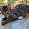 Toni & Miau  zwei Kitten suchen gemeinsam eine Familie