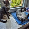 Toni & Miau  zwei Kitten suchen gemeinsam eine Familie