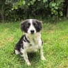 Kokonimix Mädchen Rodi sucht ein Zuhause