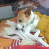 ROLO-DEIN TREUER BEGLEITER