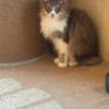 😺 Flauschige Rika sucht ihr Zuhause ✨