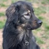 HAILEY - treu, verkuschelt, lieb