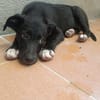 Fenya sucht ganz viel Liebe und Zuwendung