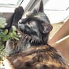 Lebhafte Palline sucht Zuhause