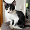 Neugieriger Cris sucht sein Traumzuhause