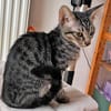 Körbchen für Carletto gesucht