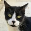 Filou (EN COURS D ADOPTION)