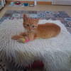 WEASLEY