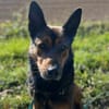 BROOKE