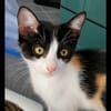 PATOUNE