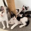 PATOUNE