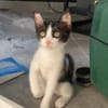 PATOUNE