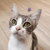 ANA